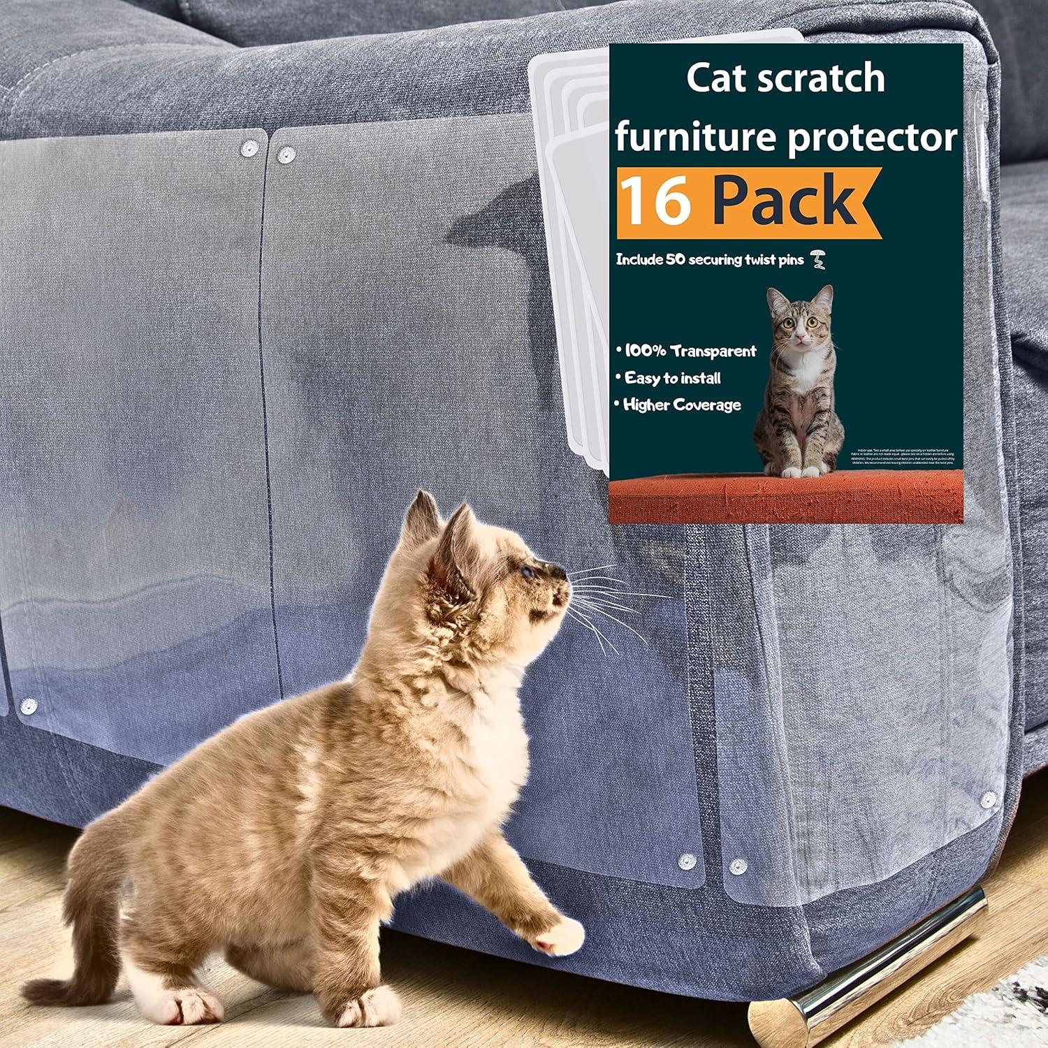 Surprising Insight: Cat Couch Showdown!