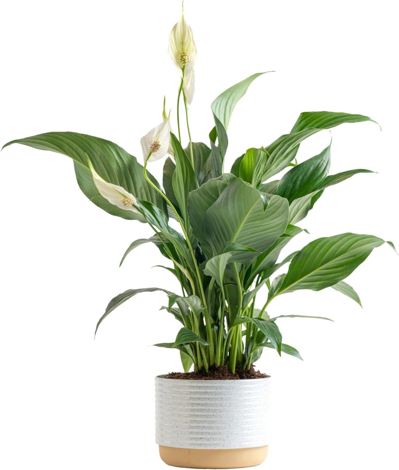 Easy Grow Peace Lily: Петалей Versus stylish Pot, tested Gift… Marvelous Indoor Appeal!